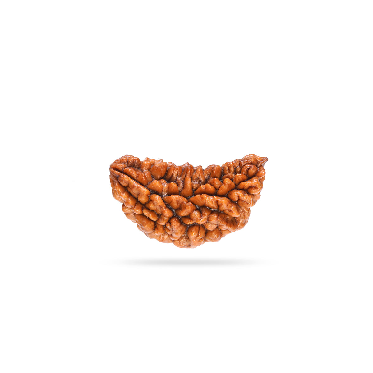 1 Mukhi Rudraksha