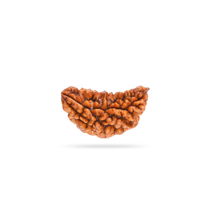 1 Mukhi Rudraksha