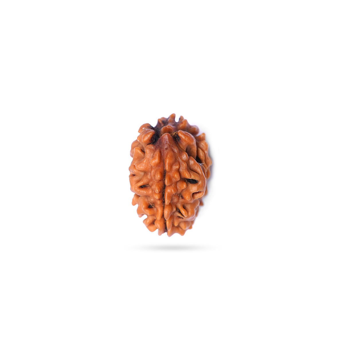 2 Mukhi Rudraksha