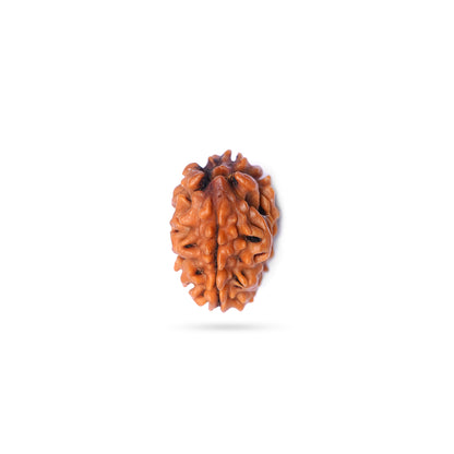 2 Mukhi Rudraksha