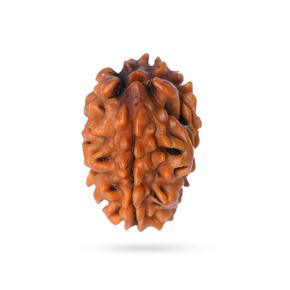 2 Mukhi Rudraksha