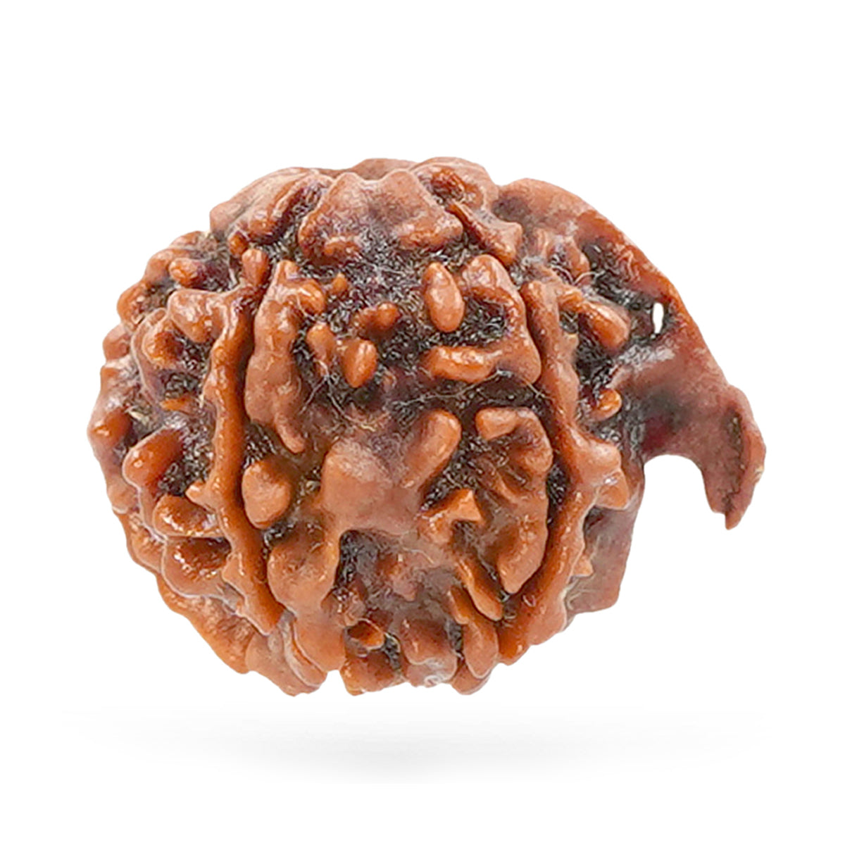 Ganesh Rudraksha