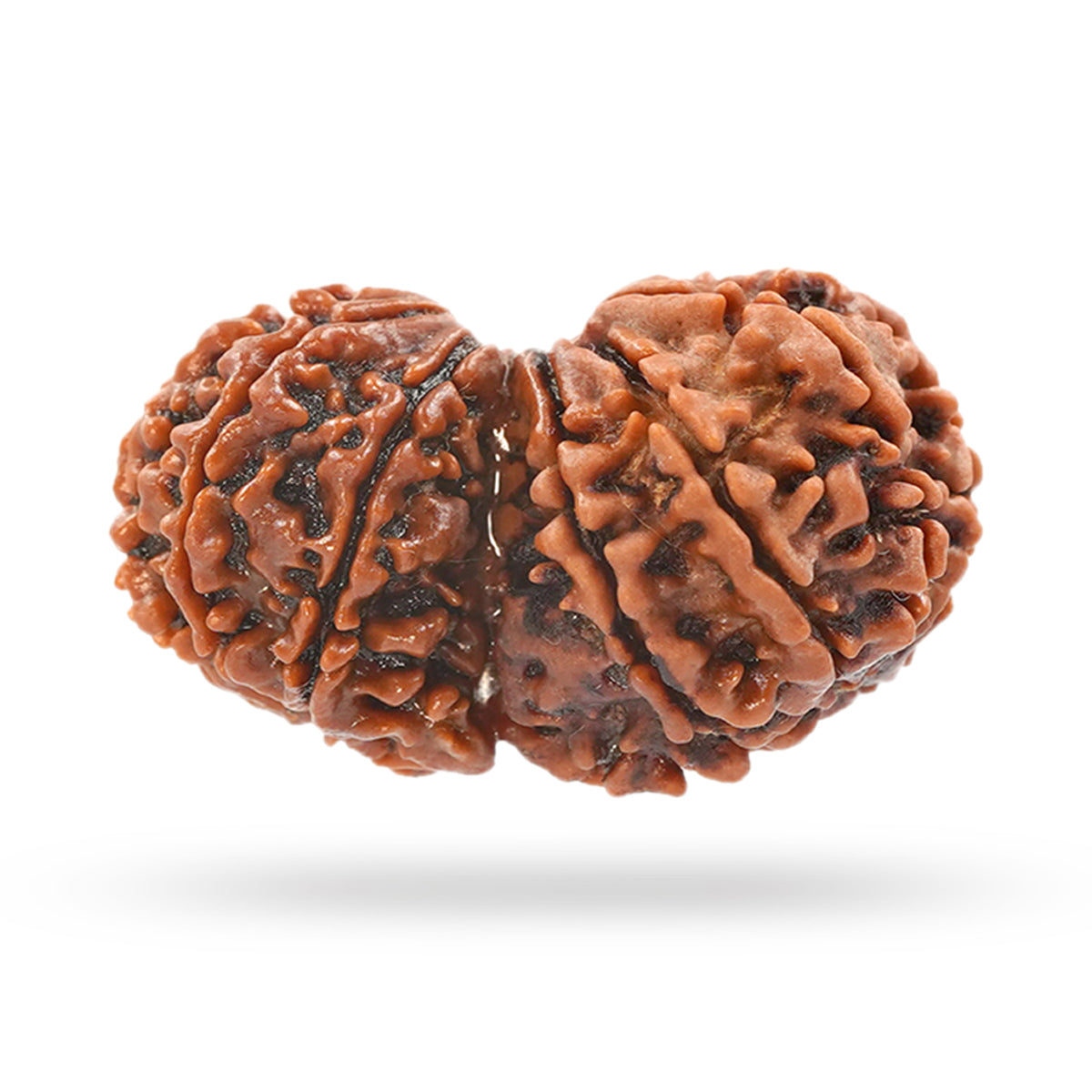 Gauri Shankar Rudraksha