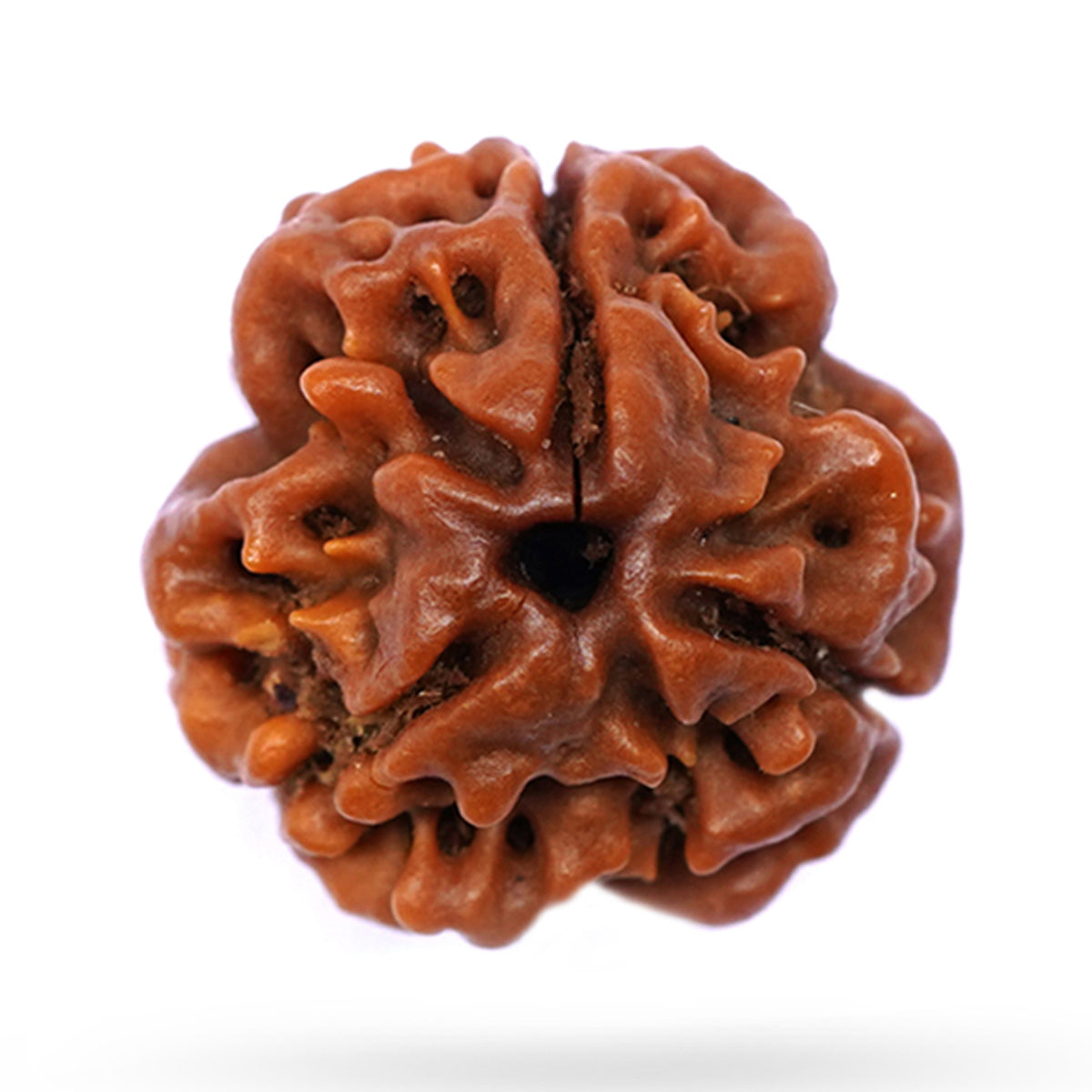 3 Mukhi Rudraksha