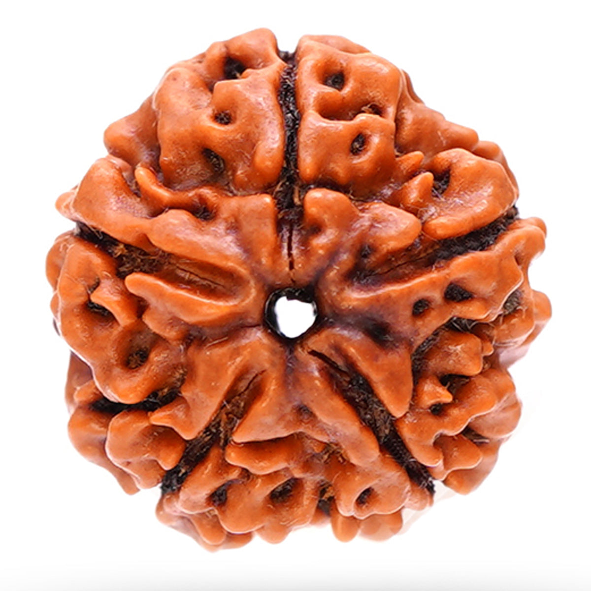 5 Mukhi Rudraksha