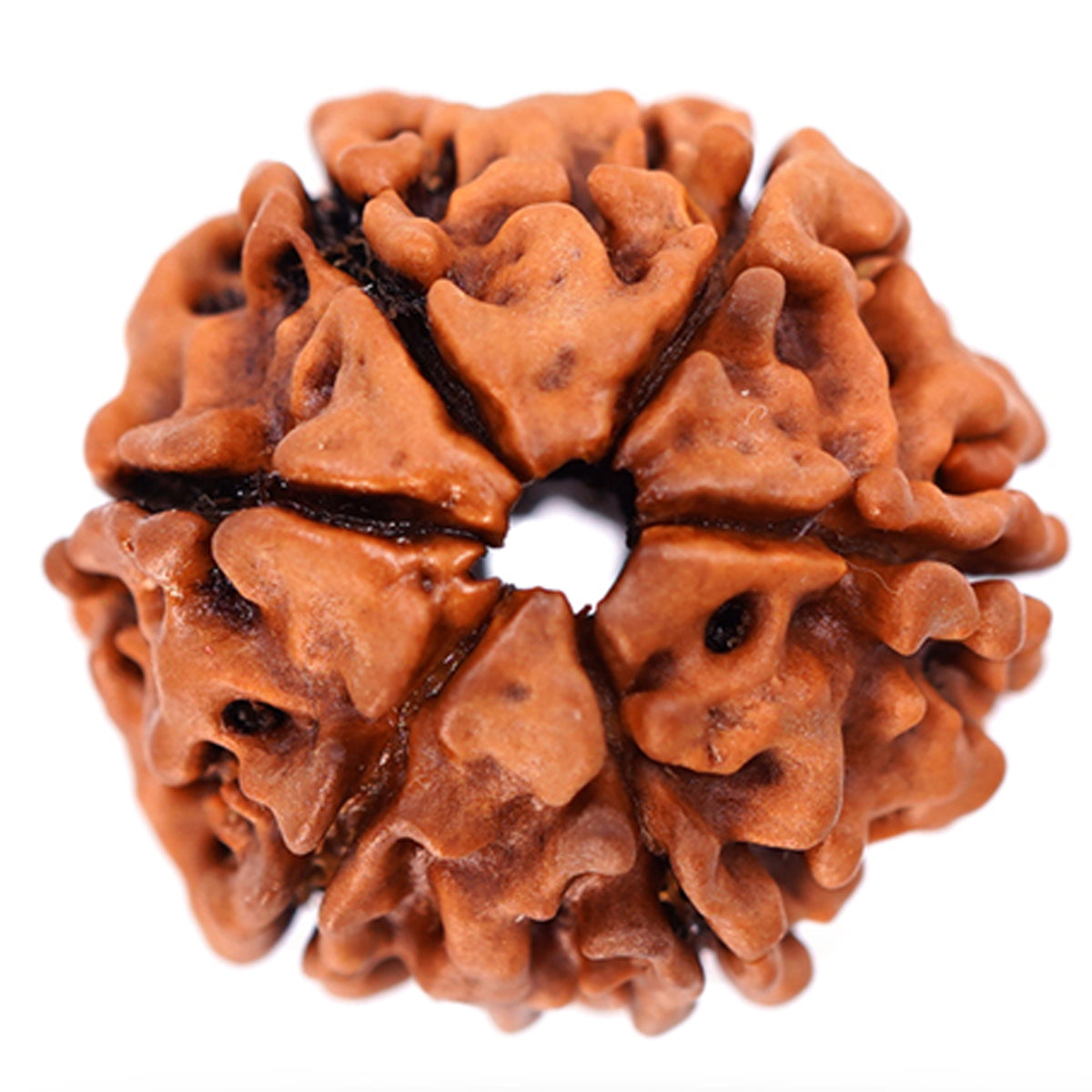 6 Mukhi Rudraksha