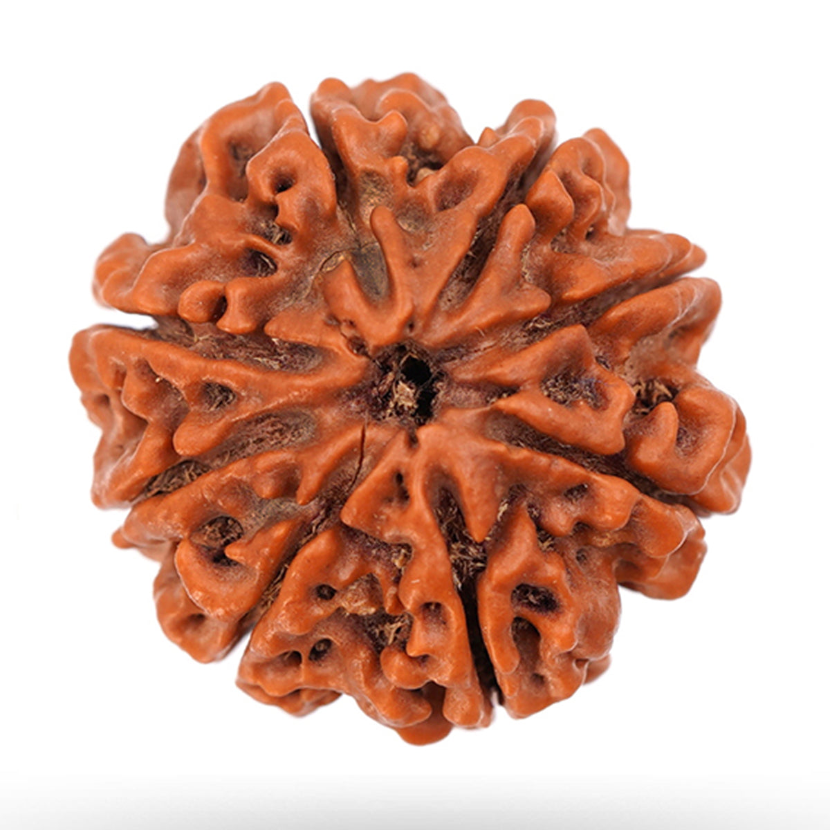 8 Mukhi Rudraksha