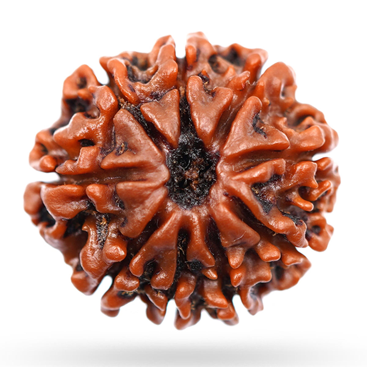 9 Mukhi Rudraksha