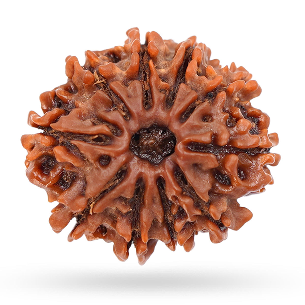 10 Mukhi Rudraksha