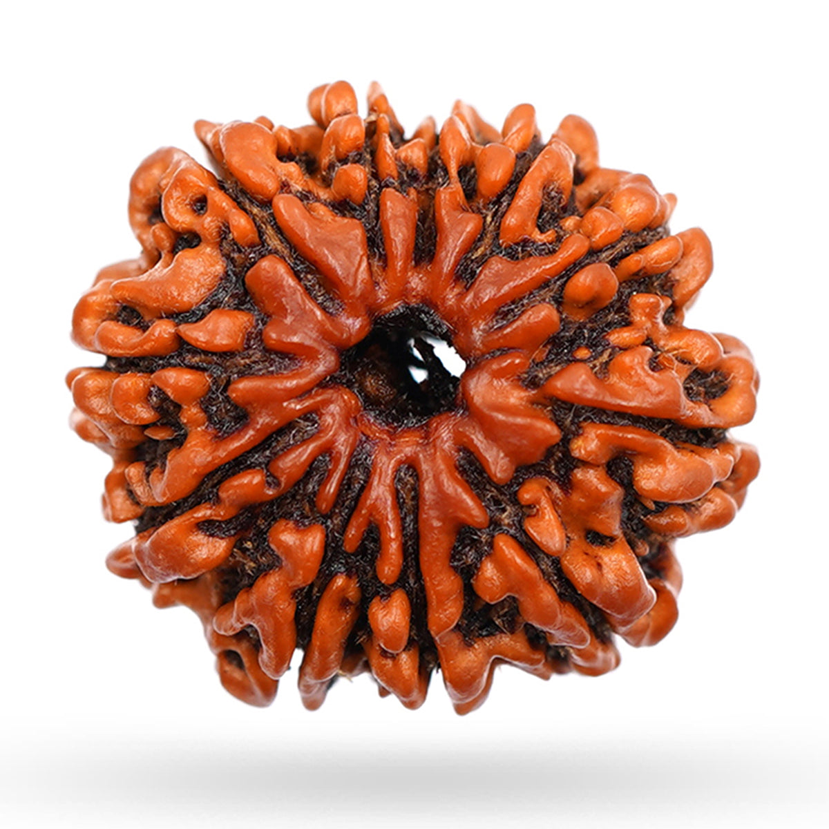 11 Mukhi Rudraksha