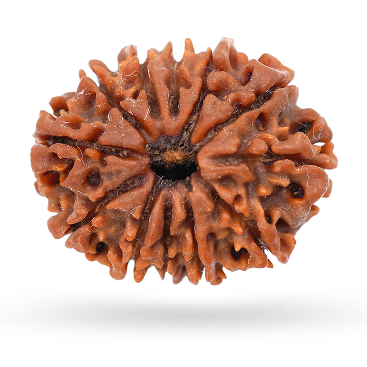 12 Mukhi Rudraksha
