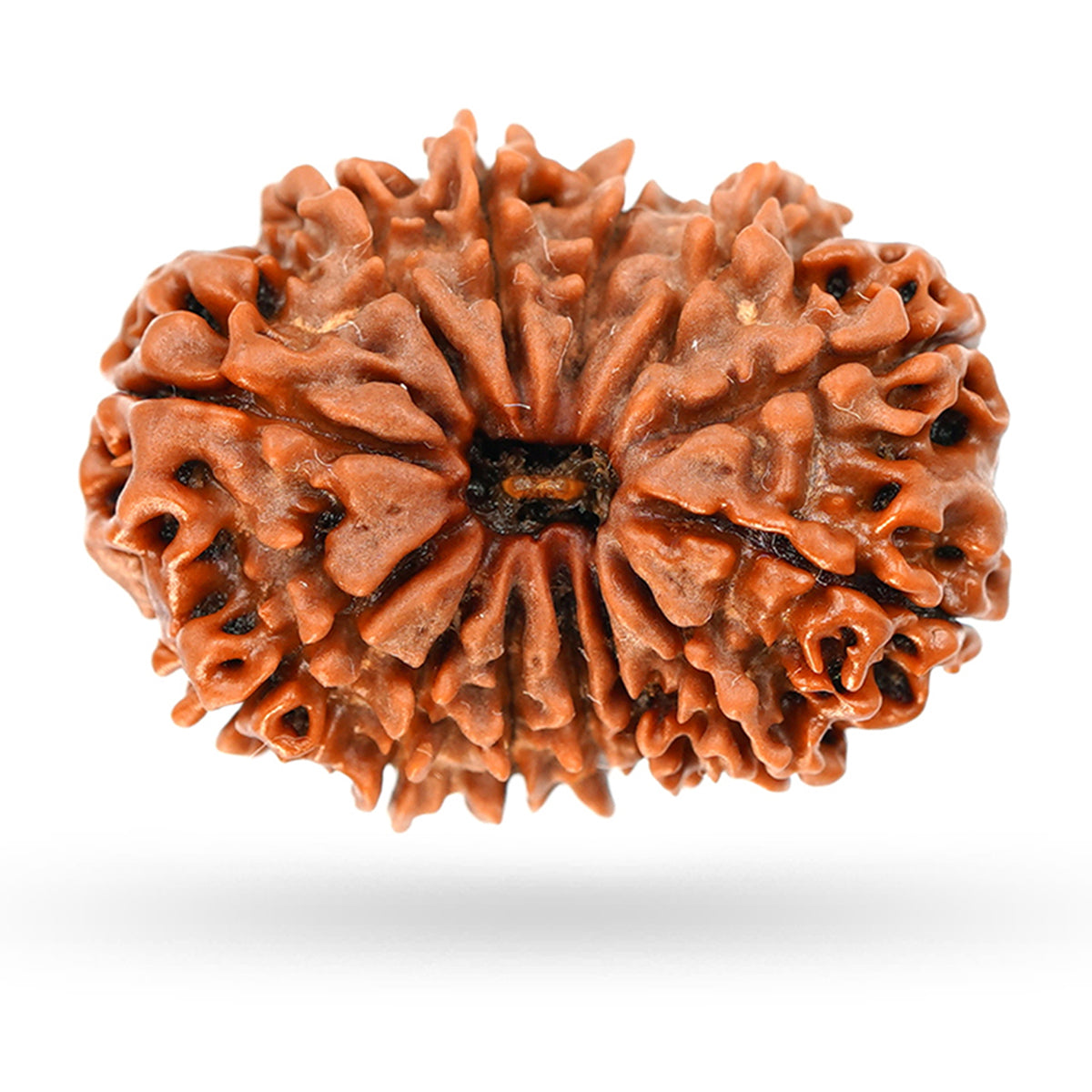 13 Mukhi Rudraksha