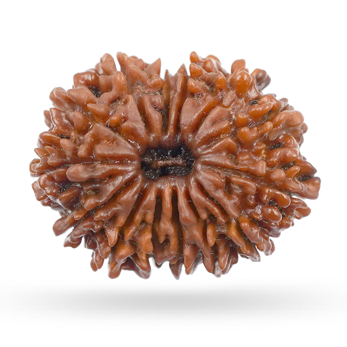14 Mukhi Rudraksha