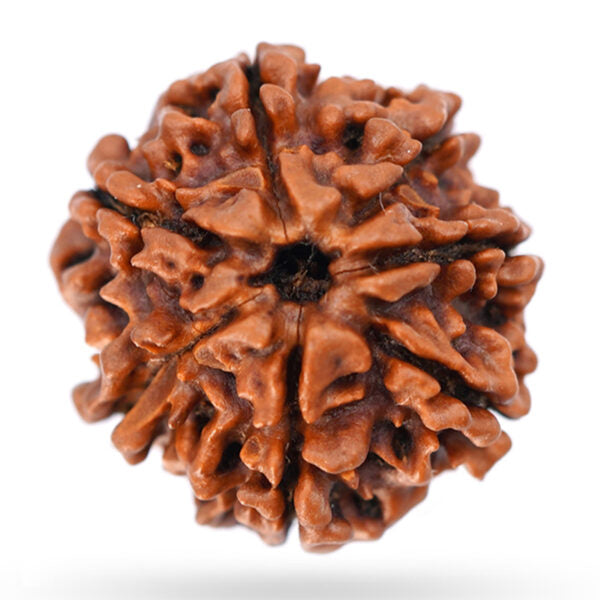 7 Mukhi Rudraksha