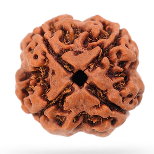 4 Mukhi Rudraksha