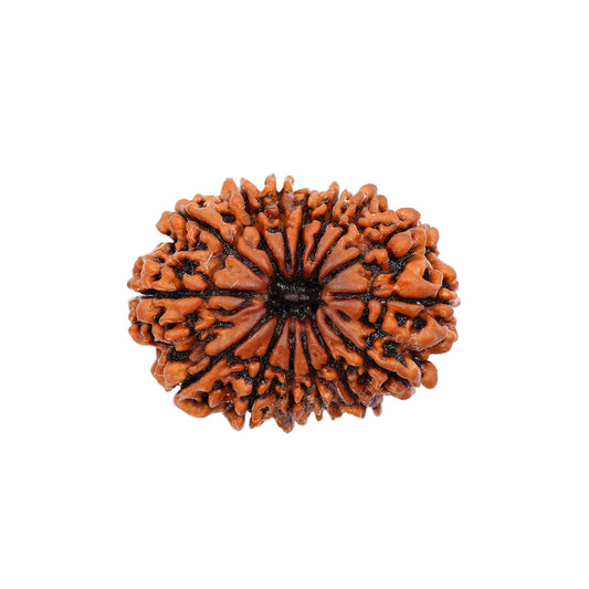 15 Mukhi Rudraksha
